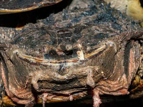 Detail of adult female Amazonian mata mata turtle Chelus fimbriata head on Tierra Firma in Loreto Peru