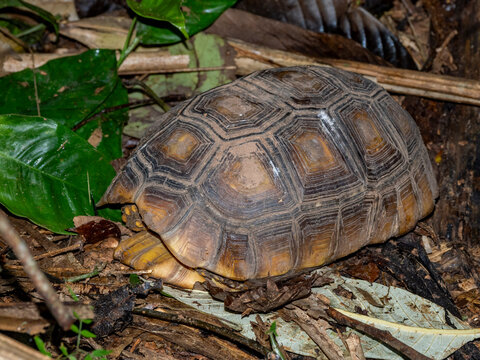Adult yellow-footed tortoise rests on the forest floor in Maraon River region of Peru during the day