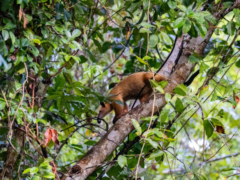 Southern tamandua forages in tree branches in the Amazon rainforest of Peru