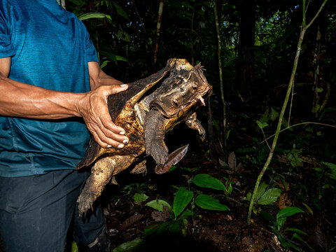 Adult female Amazonian mata mata Chelus fimbriata held by local guide on the banks of the Maraon River in Peru