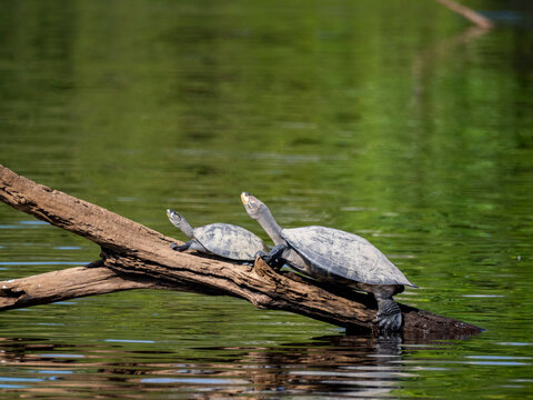 Adult yellow-spotted river turtles basking on a log in the sun near water in Peru's natural habitat, enjoying warm weather and relaxation