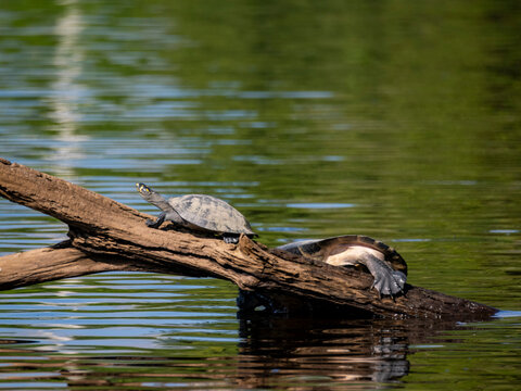 Yellow-spotted river turtles basking in the sun on a log in Peru's lush habitat