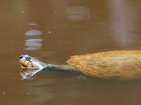 Adult Arrau turtle surfaces in water at Dallas Manatee Rescue Center in Iquitos Peru