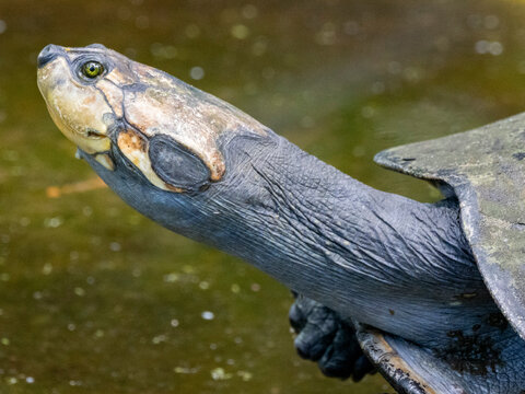 Captive adult yellow-spotted river turtle resting at Dallas Manatee Rescue Center in Iquitos, Peru, showcasing its unique features and habitat