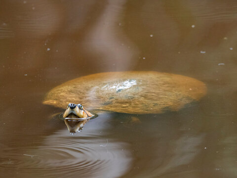 Arrau turtle surfaces in water at a rescue center in Iquitos, Peru, for monitoring and care