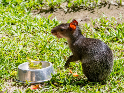 Adult black agouti foraging for food at Dallas Manatee Rescue Center in Iquitos, Peru