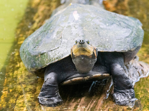 Captive adult yellow-spotted river turtle Podocnemis unifilis resting in water at a rescue center in Iquitos Peru