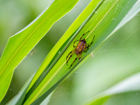 Adult Alpaida veniliae spider observed at Dallas Manatee Rescue Center in Iquitos Peru