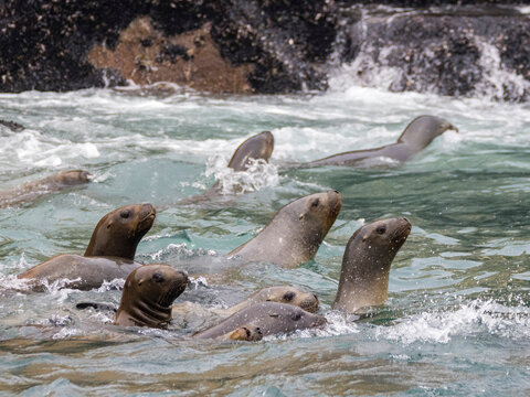 Curious sea lions explore the ocean waters of the Palomino Islands near Lima, Peru while their group swims nearby