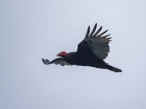 Turkey vulture gliding through the sky in the Palomino Islands near Lima, Peru during the day