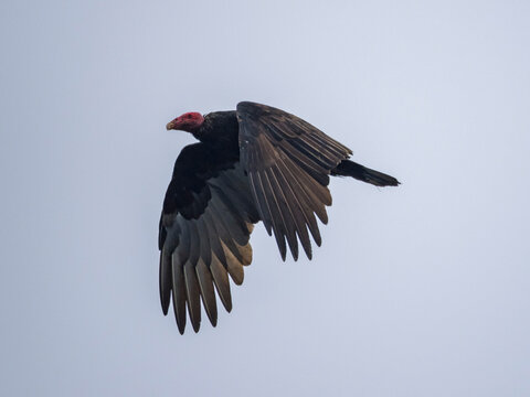 Turkey vulture flying over ocean near Palomino Islands in Peru during daytime hours