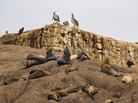 South American sea lions rest and breed in a colony along the rocky shores of the Palomino Islands near Lima, Peru