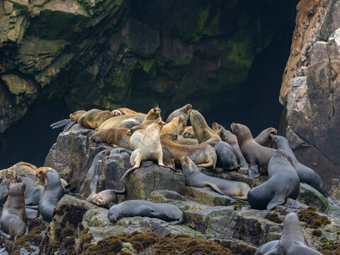 South American sea lions gather in breeding colony on rocks near Lima in Peru during breeding season