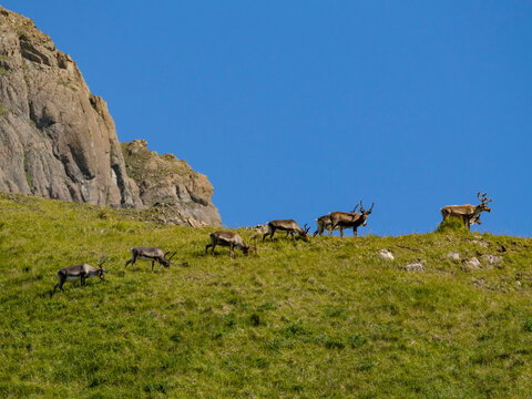 Caribou grazing on grass in Hall Bay on Atka Island in Alaska during a clear day