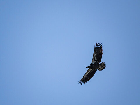 Juvenile bald eagle takes flight in Hall Bay, showcasing its wings in Alaska