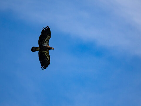 Juvenile bald eagle takes flight over Hall Bay in Atka Island, Alaska