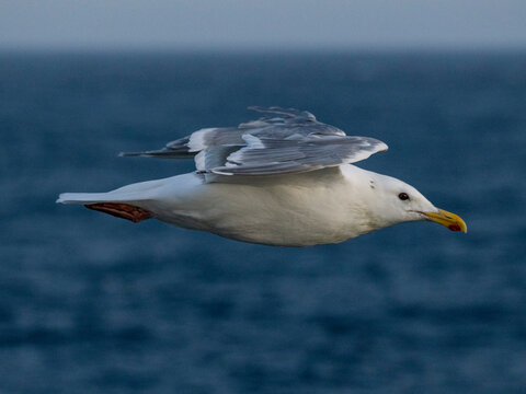 Glaucous-winged gull in flight over the water in Alaska