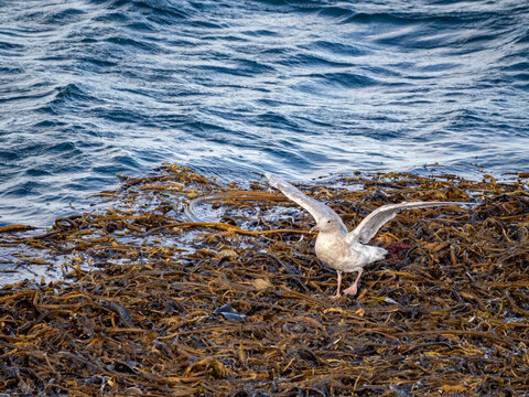 Juvenile glaucous gull resting on kelp in the Bering Sea near the Baby Islands in Alaska