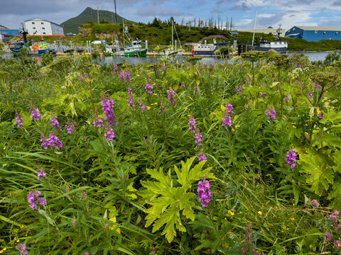 Fireweed blooms alongside the harbor boats in Unalaska, Alaska during the summer season