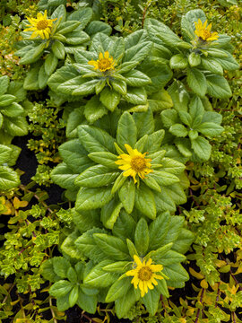 Seabeach Groundsel flowers grow in Dutch Harbor on Amaknak Island in Unalaska, Alaska during summer