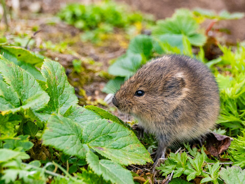 Insular vole Microtus abbreviatus forages among plants on Saint Mathew Island in Alaska