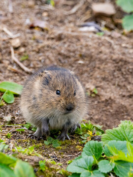 Insular vole seen foraging on Saint Mathew Island in the Bering Sea, Alaska, during the spring season