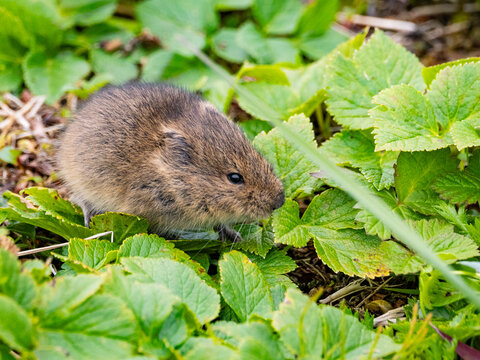 Adult Insular vole forages on vegetation in Saint Mathew Island habitat in Alaska