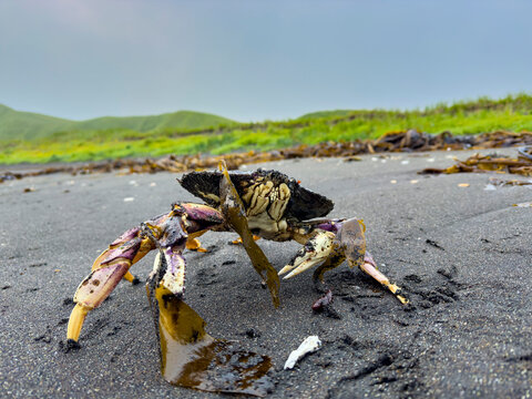 Adult dungeness crab moving along the shore in Tanaga Bay, Alaska during a cloudy day