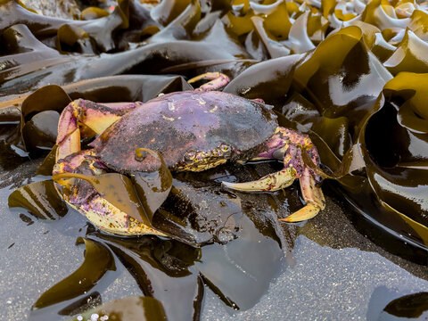 Adult dungeness crab rests among seaweed in Tanaga Bay, Alaska during low tide on a sunny day