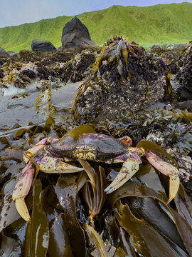 Dungeness crab rests on kelp in Tanaga Bay, surrounded by rocky shore and green landscape in Alaska