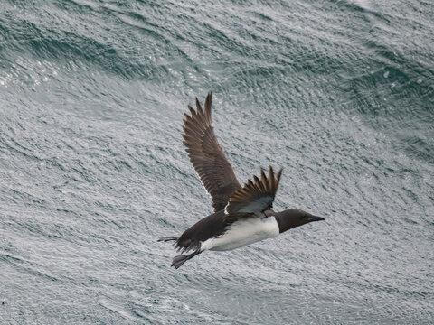 Thick-billed murre flies over the Bering Sea near Saint George Island in Alaska during a bright day