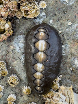 Black leather chiton Katharina tunicata resting on rock in Tanaga Bay, Pribilof Islands, Alaska during low tide