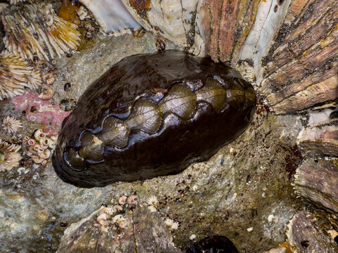 Black leather chiton found on the rocky shore of Tanaga Bay in Pribilof Islands, Alaska during low tide