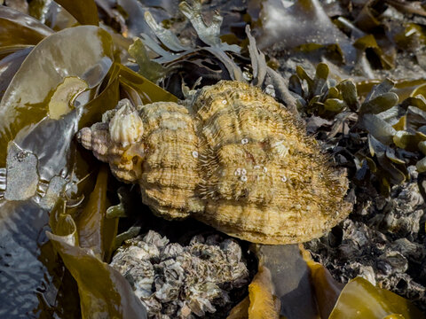Oregon hairy triton snail Fusitriton oregogonensis seen in Tanaga Bay in Alaska while resting on seaweed