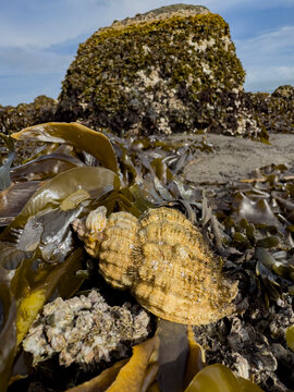 Oregon hairy triton snail in natural habitat along the coast in Alaska near coastal rock and seaweed