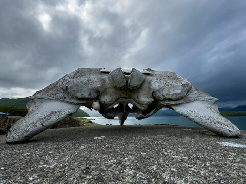 Remains of a baleen whale on World War II pill bunker in Dutch Harbor, Unalaska, Alaska