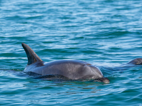 Bottlenose dolphin surfacing in clear waters off Isla Carmen in Baja California Sur Mexico
