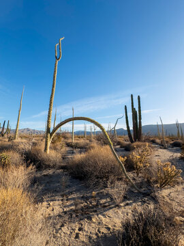 Boojum trees standing in the Sonoran Desert near Baha de Los Angeles in Baja California, Mexico, showcasing unique plant forms and desert landscape