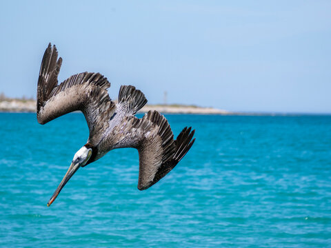 Brown pelican dives for fish in clear waters of Baja California Sur, Mexico during the day