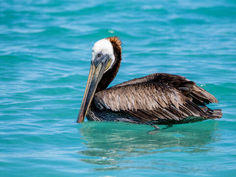 Brown pelican rests on ocean surface in Baja California Sur, Mexico while fishing and enjoying the sun