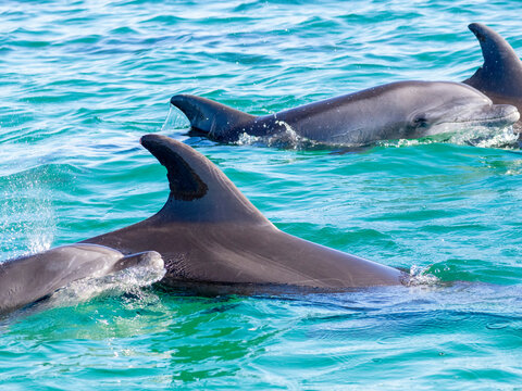 Mother and calf bottlenose dolphins surfacing in clear water near Isla Carmen in Baja California Sur Mexico