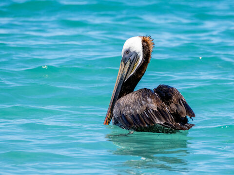 Brown pelican resting on the ocean surface in Baja California Sur Mexico