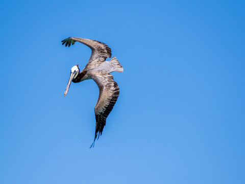 Brown pelican diving for fish off Isla Carmen in Baja California Sur during clear skies