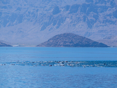 Common dolphins surfacing near Isla Danzante in Baja California Sur, Mexico on a clear day