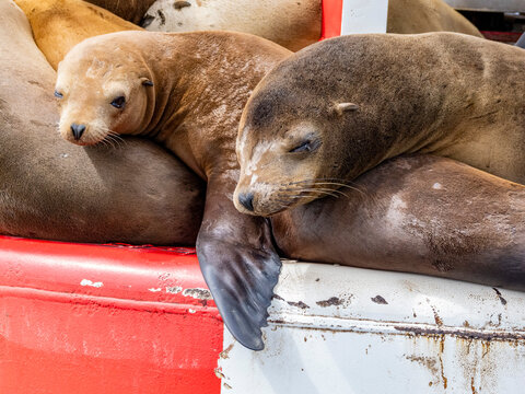 California sea lions resting on a buoy in Newport Beach channel during the day in summer months in California