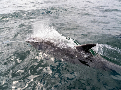 Bottlenose dolphin surfaces near skiff in Newport Beach, California, during a sunny day