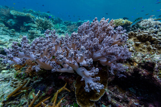 Colorful corals and tropical fish located underwater near Misool in Raja Ampat, Papua, Indonesia