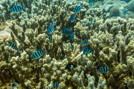 Corals and tropical fish swimming in the waters of Misool, Raja Ampat in Papua, Indonesia