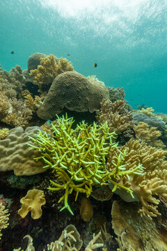 Colorful coral reef with tropical fish thriving in clear waters of Misool, Raja Ampat, Papua, Indonesia
