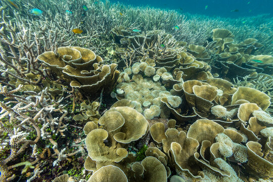 Discovering soft and hard corals with tropical fish in Misool, Raja Ampat, Papua, Indonesia